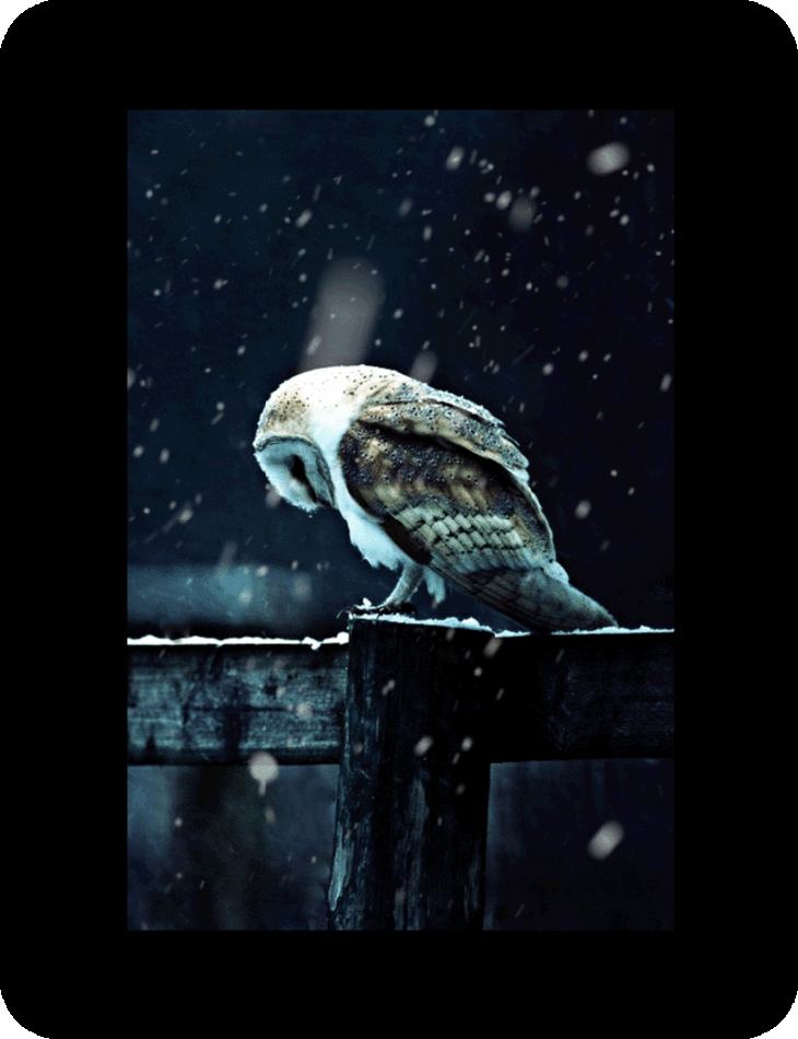 owl asleep in the snow large