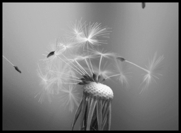 Blowing the constitution off 600